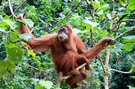 tiere  indonesien die riesen zwerge des inselreichs indojunkie