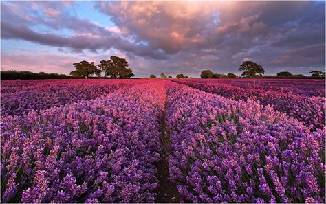 lavender sea late evening   field  lavender sandra kreuzinger