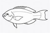 Fish Parrot Drawing Coloring Draw Pages Drawings Clipart Result Visit Paintingvalley sketch template