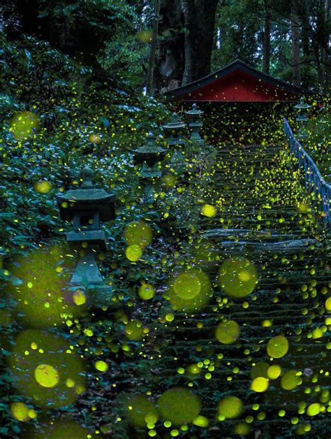 skilled photographers capture japan s gorgeous summer