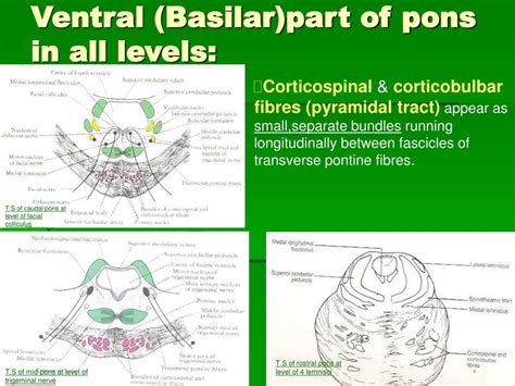 internal structure  pons powerpoint    id