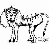 Liger Napoleon Dynamite Drawing Tigons Ligers Tiger Hybrids Oh Salon Eye Do Movie Paintingvalley sketch template