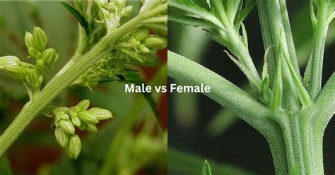 Sexing Cannabis 101 Male Vs Female Plant Identification