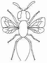 Insect Mewarnai Serangga Anggota Tubuh Onlycoloringpages Lebah sketch template
