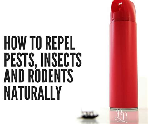 repel insects rodents  bugs naturally