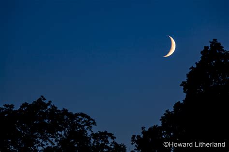 crescent moon  tree  dusk