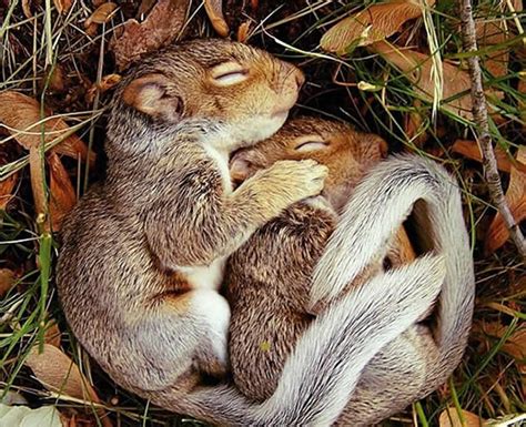 animals hibernate guernseydonkeycom