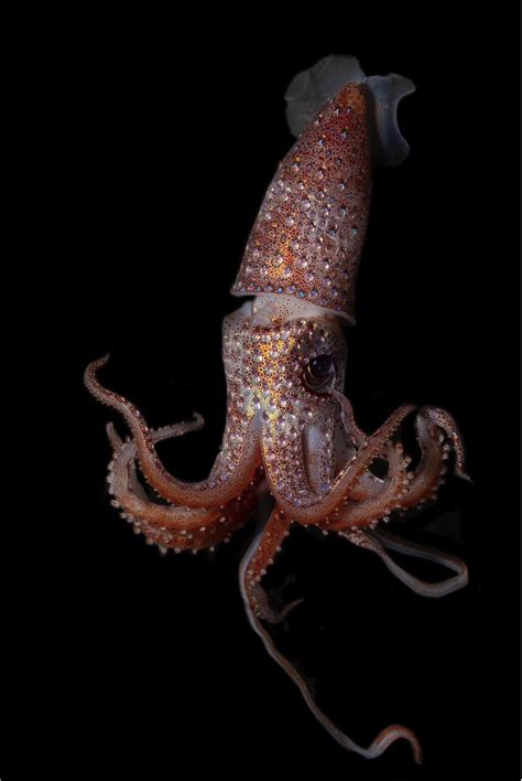 strawberry squid     ocean twilight zone noaa fisheries