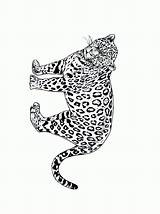 Jachtluipaard Kleurplaten Dieren Colorat Felini Gepard Animale Guepard Tigri Leopardo Cheetah Planse Ausmalbild Ghepardo Animierte Malvorlage Animaties Jachtluipaarden Animaatjes Ghepardi sketch template