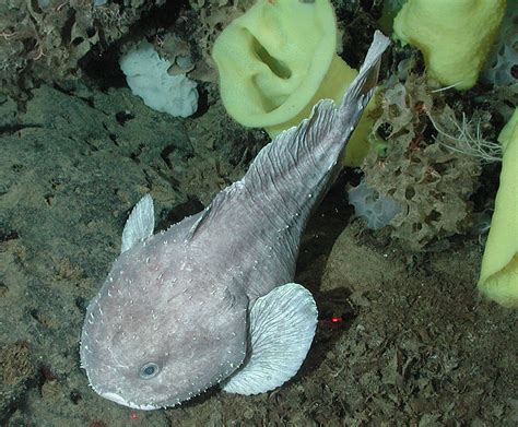 real monstrosities blobfish sculpin