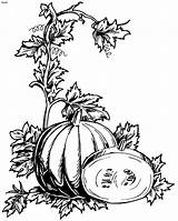 Pumpkin Plant Coloring Pages Drawing Clipart Clipartbest Getdrawings sketch template