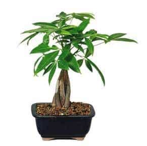 money tree care growing  braided money plant tips