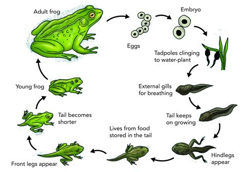 metamorphosis   frog involve socratic