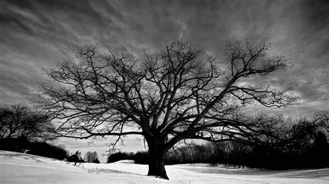 tree wallpaper black  white pixelstalknet