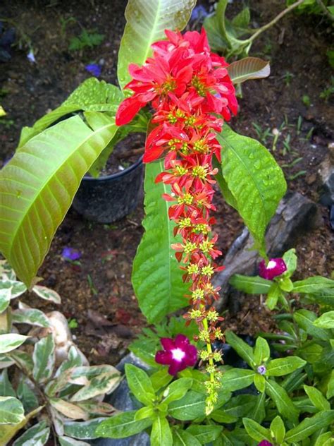 chaconia  vibrant red flower  home decor