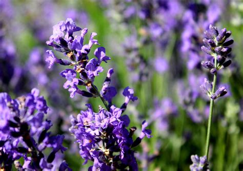 lavender  versatile essential oilpure home  body llc