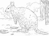 Quokka Coloring Australian Marsupial Pages Printable Supercoloring 22kb 360px Drawings Categories sketch template