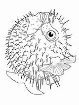 Vissen Kleurplaat Fisch Pesce Dieren Malvorlagen Malvorlage Poissons Pez Palla Ikan Mewarnai Animasi Pesci Puffer Bewegende Bergerak Animaties Disegni Gify sketch template