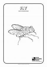 Coloring Fly Pages Insects Cool Print sketch template