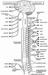 Nervous Pages Autonomic Physiology Sheets sketch template