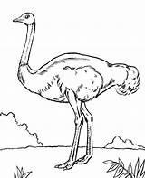 Coloring Ostrich Emu Pages Bird Print Birds African Color Getdrawings Topcoloringpages Printable Getcolorings sketch template