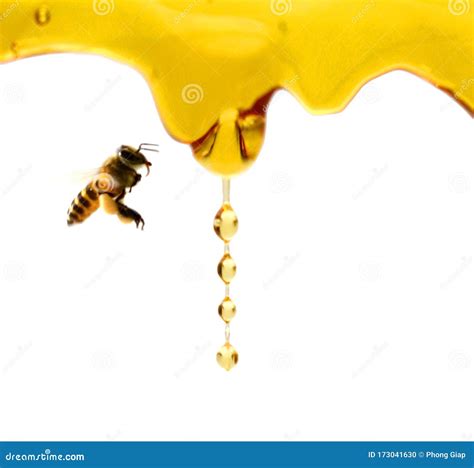 bijen op de bijenkorf stock foto image  naughty