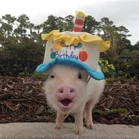 happy birthday pig happy birthday pig happy birthday animals pig