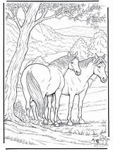 Coloring Pages Horse Printable Adults Popular sketch template
