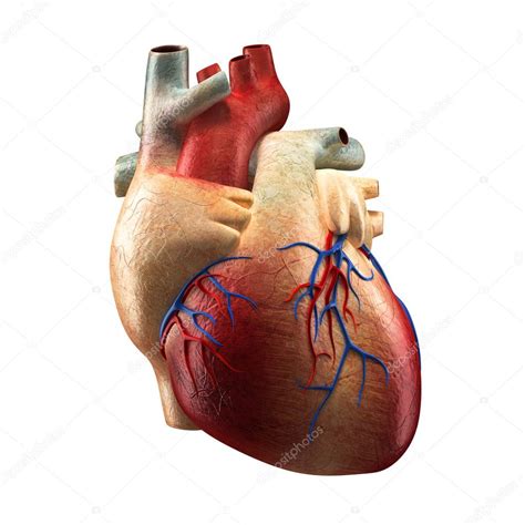 corazon real aislado en blanco modelo de anatomia humana