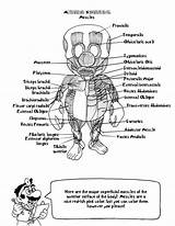 Coloring Anatomy Mario Pages Heart Book Doctor Kids Body Deviantart Colouring Sheets Human Library Clipart sketch template