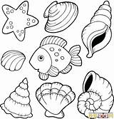 Clam Coloring Pages Color Seashell ζωγραφιεσ Getcolorings Printable Print Getdrawings sketch template