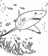 Kleurplaat Haaien Dolphin Haai Zee Sharks Moeilijk Dinosaur Downloaden Omnilabo Yellowimages sketch template