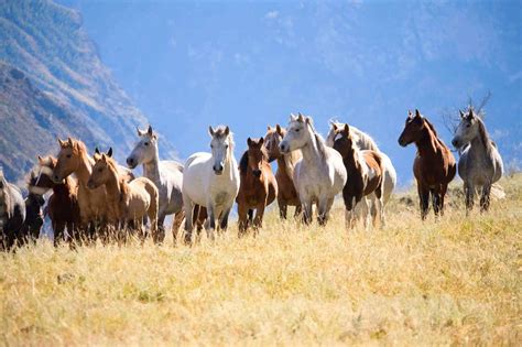 understanding herd dynamics  horse