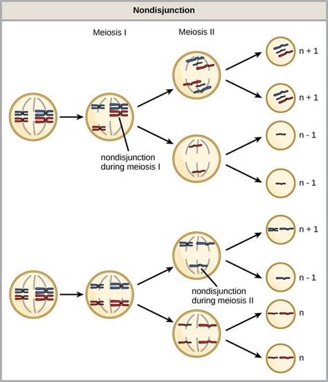 Chapter 15 Meiosis And Sexual Reproduction – Introduction To Molecular