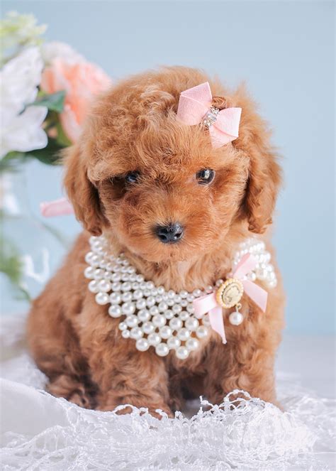 cutest red poodle puppies  south florida teacups puppies