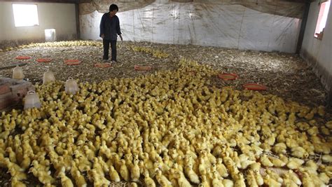 luxury appetites  protectionism bring foie gras production  china quartz