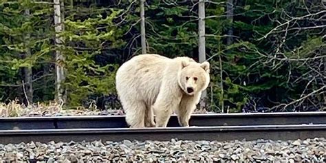 a rare white grizzly bear was spotted in banff canada