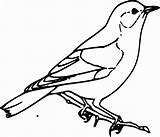 Sparrow Quail Kolorowanka Druku Ptak Aves Ptaki Kolorowanki Wróbel Caille Fauna Branch Kaczuszki Wrobel Puyuh Beak Ptaszek Pngwing Pajaro Weekendowo sketch template