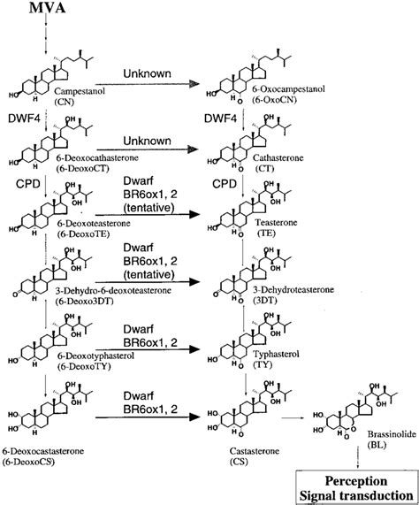 br biosynthesis pathway  arabidopsis  proposed biosynthetic  scientific diagram
