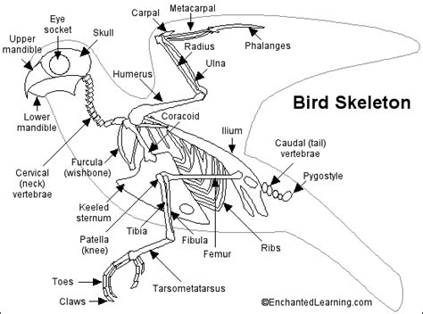 bird anatomy