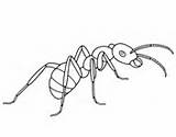 Hormigas Ants Colorare Kleurplaten Formica Mier Supercoloring Hormiga Dibujos Cicala Mieren Printbare Webstockreview sketch template
