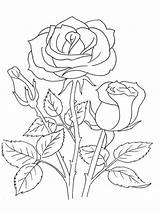 Rosas раскраски цветы для Desene Pintadas Colorear Roses Colouring Fáciles Colorat Ideasnuevas Patrones Mano Motivi Kiddy sketch template
