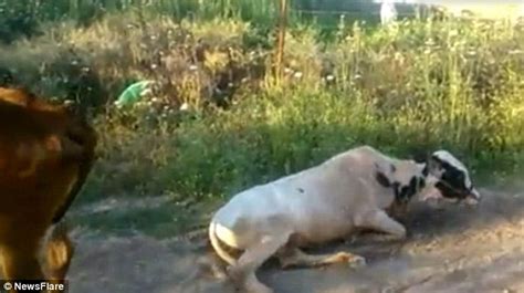 Hilarious Video Captures Moment Small Bull Attempts To