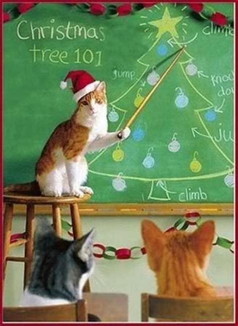 funny christmas pictures 30 pics