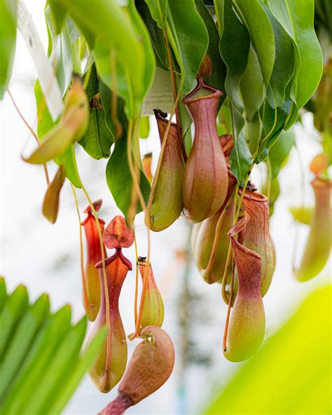 carnivorous pitcher plant campbells nursery