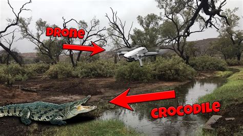 alligator attempts  attack drone youtube
