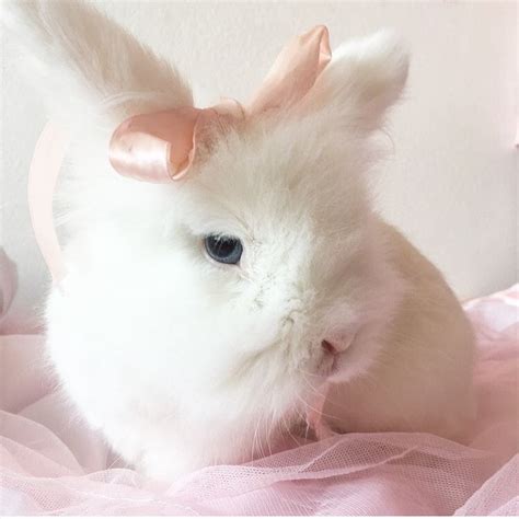 pin  manu  princess cute baby bunnies animal aesthetic cute