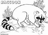 Raccoon Coloring Pages Realistic Dog Print sketch template