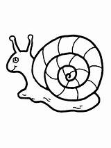 Snail Coloring Pages Cute Outline Shell Color Garden Drawing Kid Line Sea Snails Book Animals Flowers Printable Clipart Animal Print sketch template