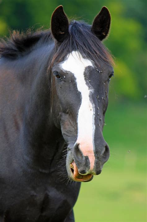 black horse head  stock photo public domain pictures